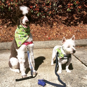 Team Page: Poodle Posse and Mr. Marty